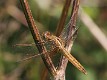 IMG_1177 Crocothemis erythraea